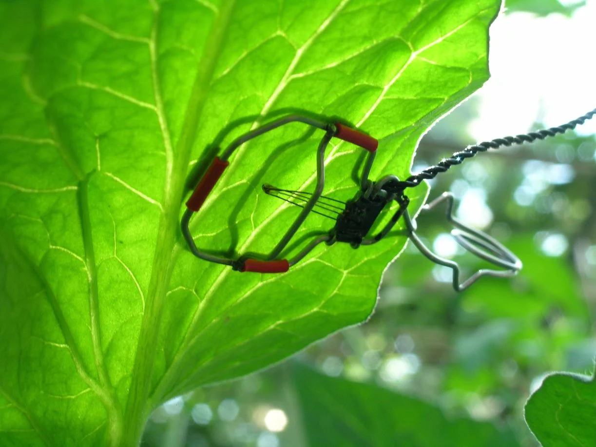 Figure 1 Placement Of The Plant Temperature Sensor On The Leaf (source)