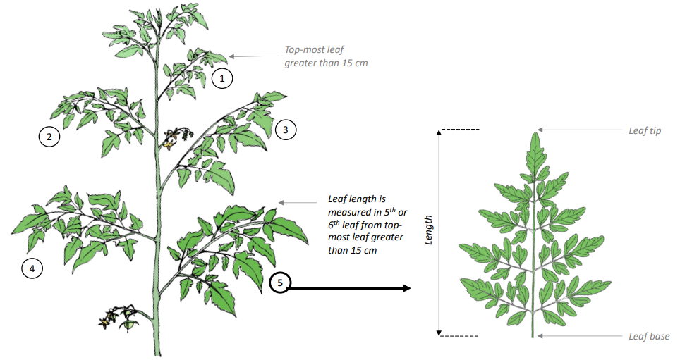 Crop Registration Leaf Length