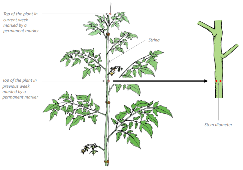 Crop Registration Stem Diameter