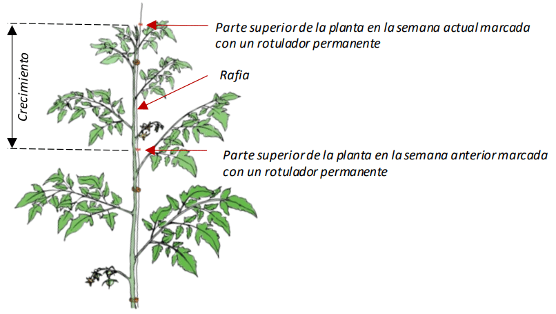 Farm Road Crop Registration Growth Measurement ES
