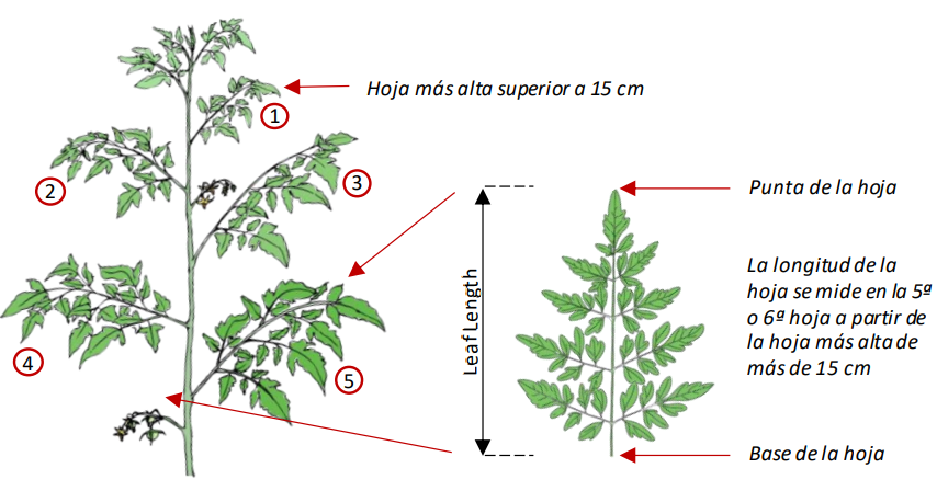 Farm Road Crop Registration Blade Length Measurement ES