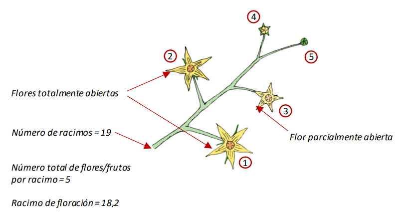 Farm Road Crop Registration Flowering Truss Measurement ES