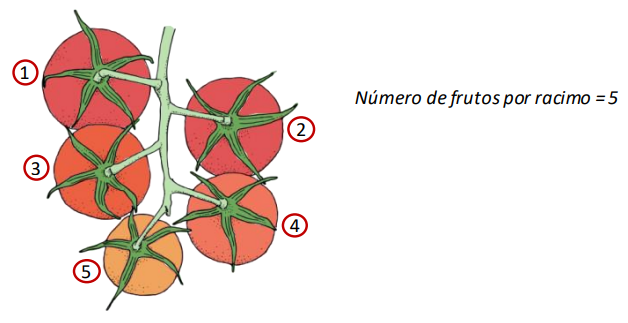 Farm Road Crop Registration Fruit Per Truss Measurement ES