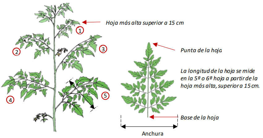 Farm Road Crop Registration Leaf Width 2 Measurement ES