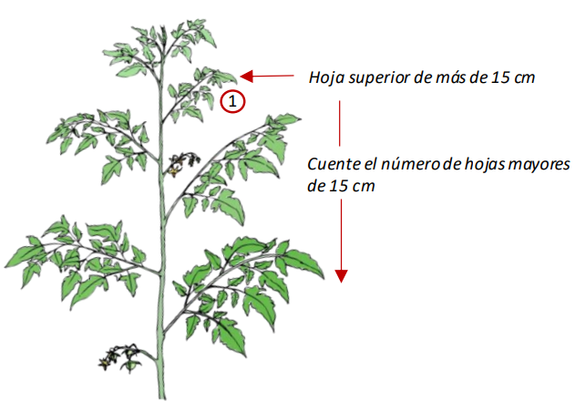 Farm Road Crop Registration Leaves Per Plant Measurement ES