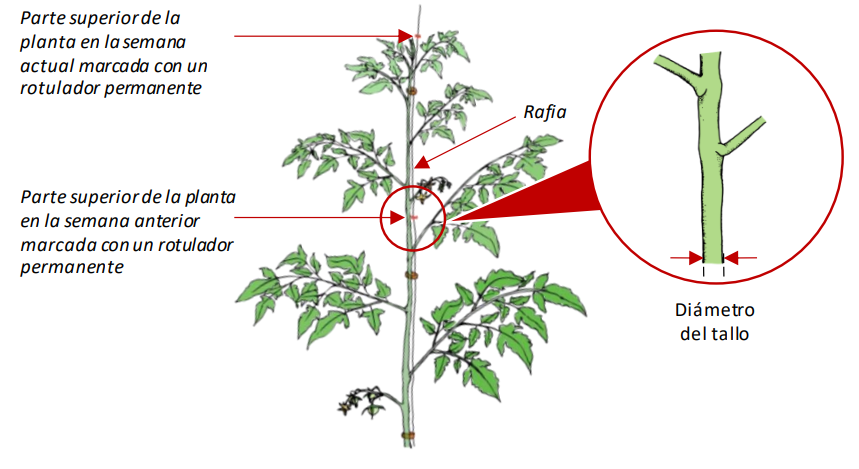 Farm Road Crop Registration Stem Diametet Measurement ES