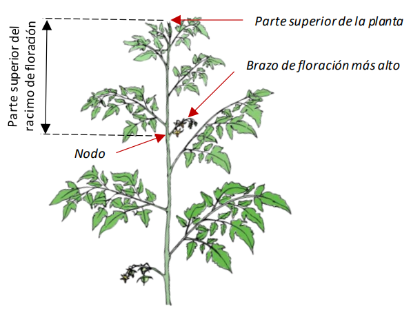 Farm Road Crop Registration Top To Flowering Truss Measurement ES