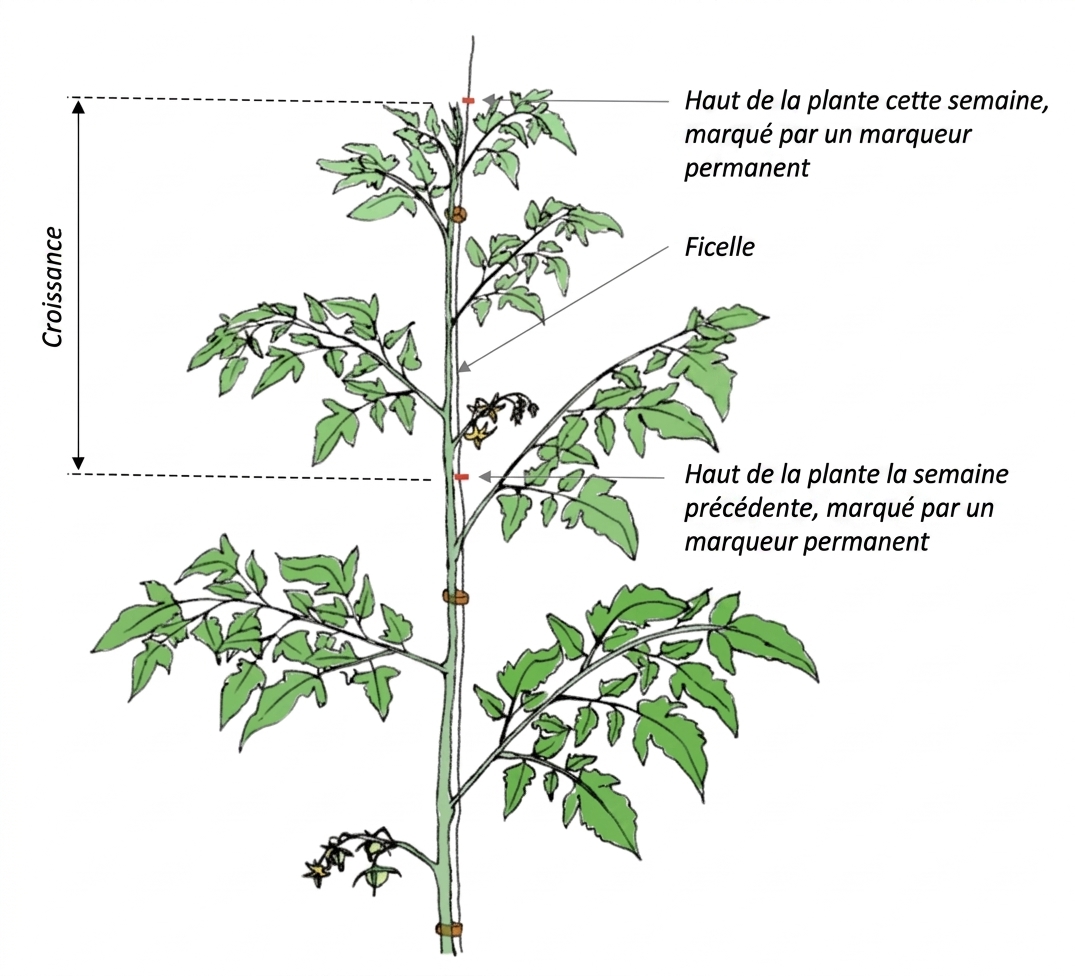 Farm Road Crop Registration Growth Measurement FR