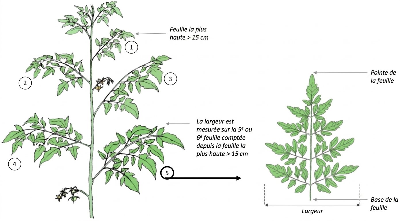 Farm Road Crop Registration Lead Width Measurement FR