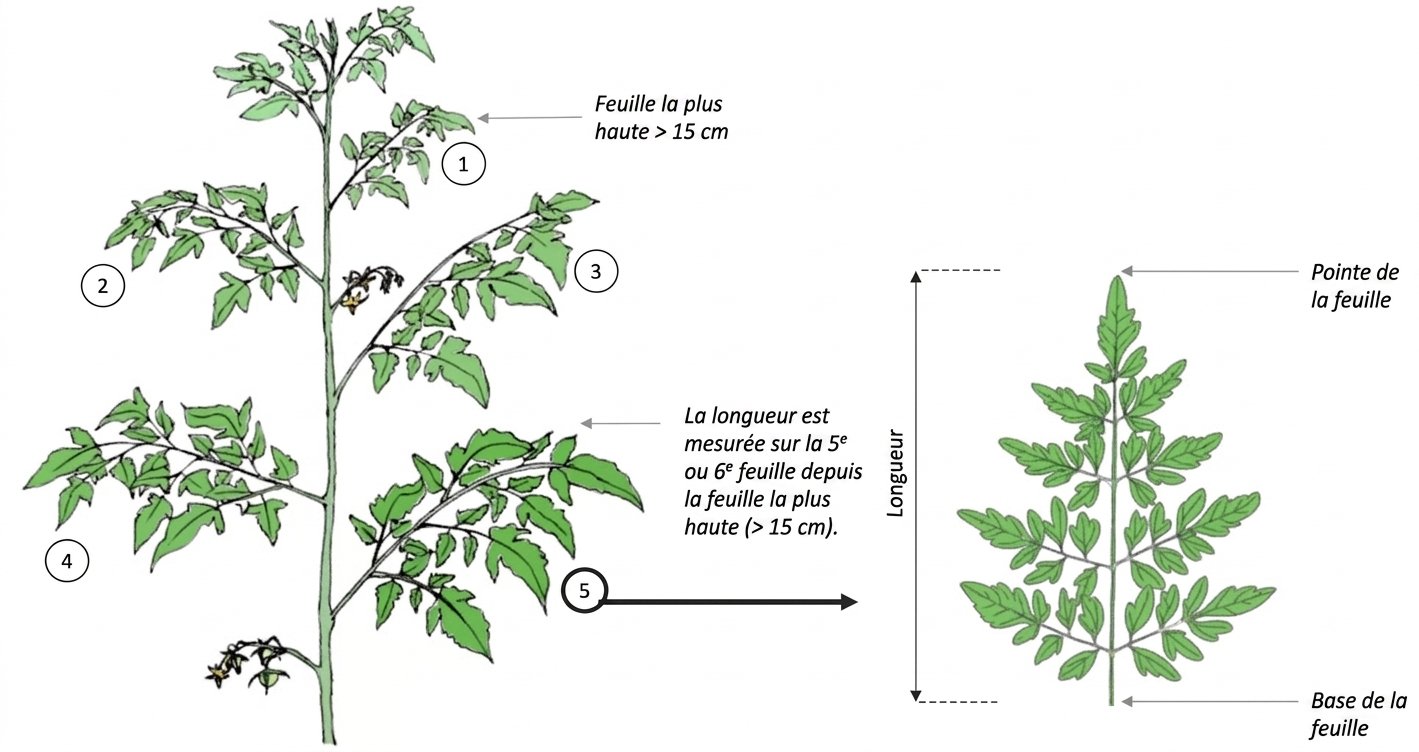 Farm Road Crop Registration Leaf Length Measurement FR