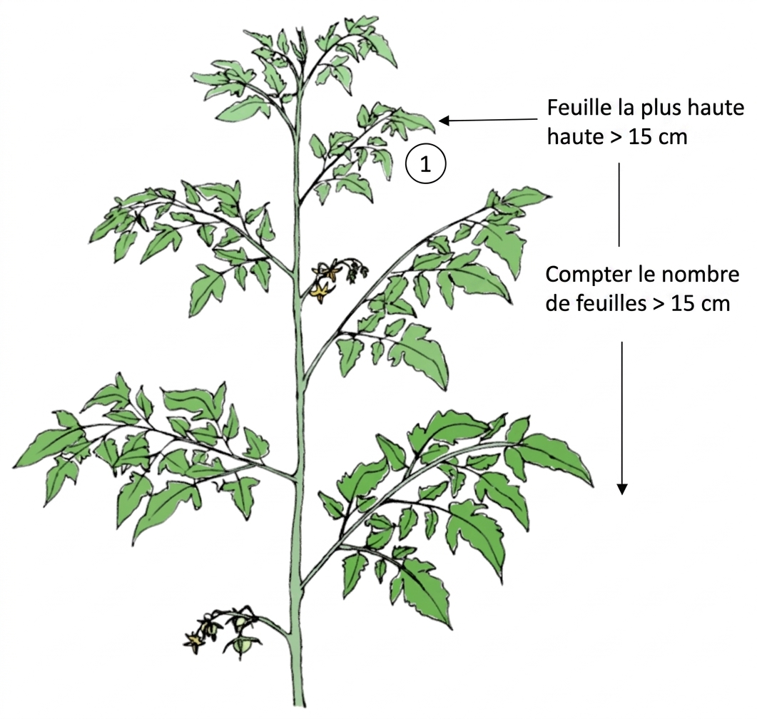 Farm Road Crop Registration Number Of Leaves Measurement FR