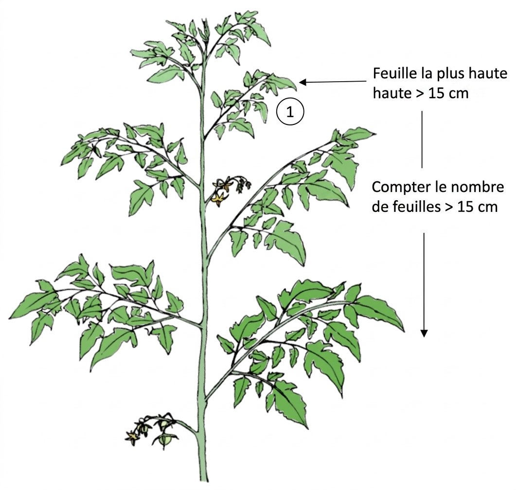 Farm Road Crop Registration Number Of Leaves Measurement FR Farm Road Crop Registration Number Of Leaves Measurement FR