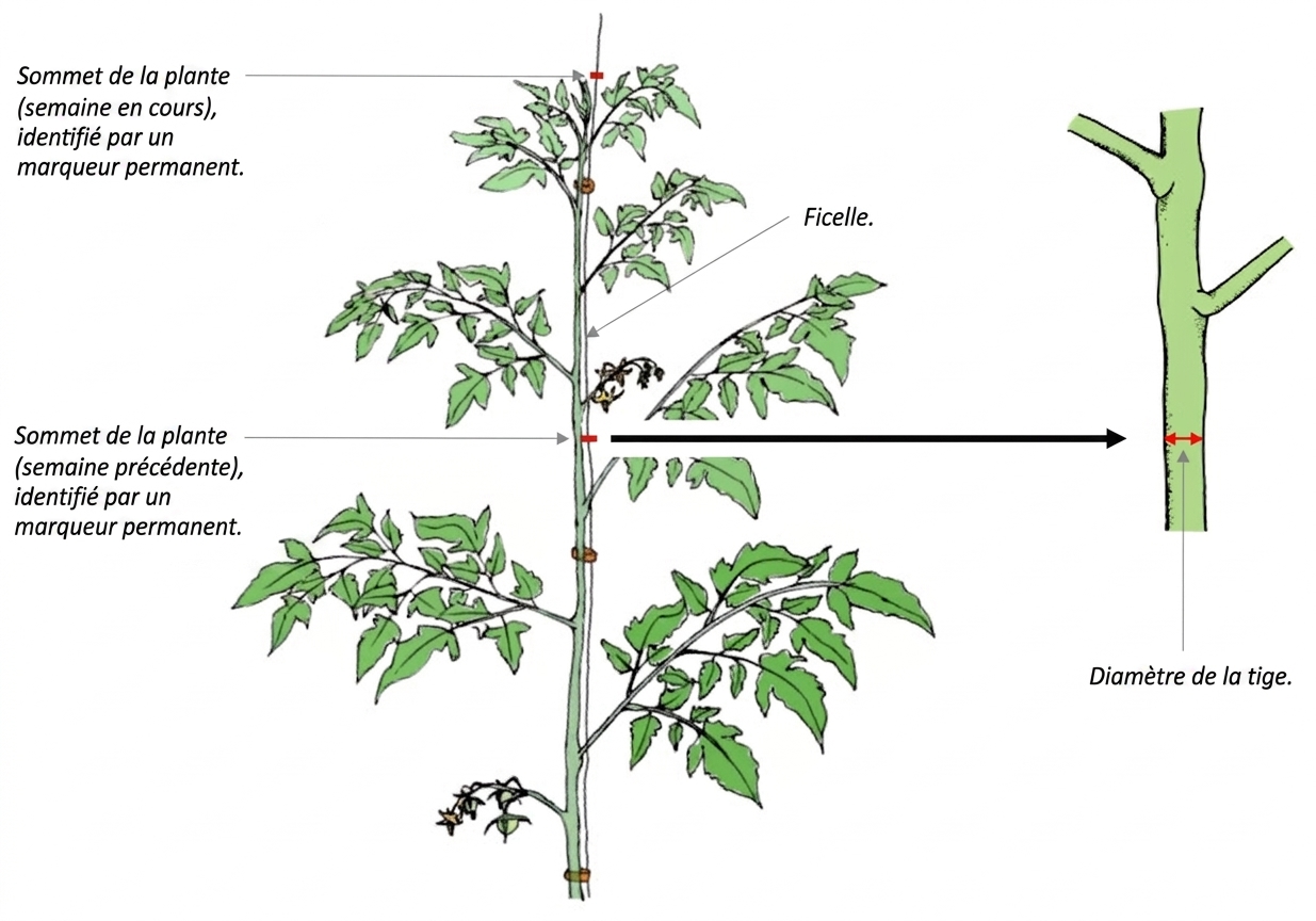 Farm Road Crop Registration Stem Diameter Measurement FR