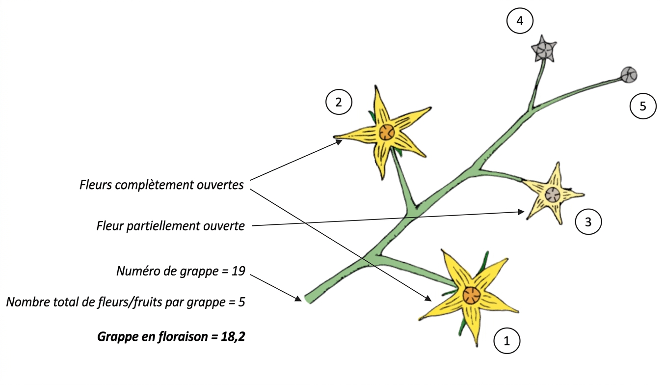 Farm Road Crop Registration Flowering Truss Measurement FR