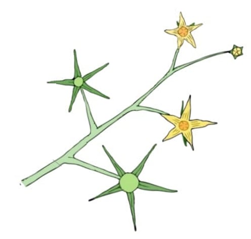 Crop Registration Flower Number Per Plant Crop Registration Flower Number Per Plant