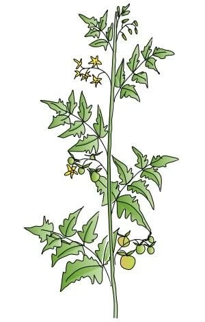 Crop Registration Flower Number Per Plant 2 1 Crop Registration Flower Number Per Plant 2 1