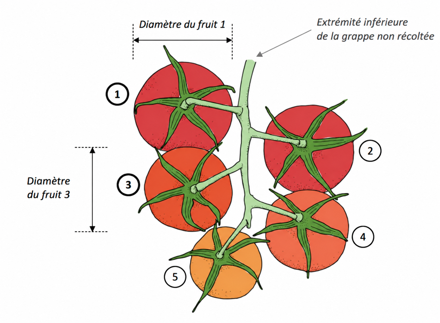 Farm Road Crop Registration Fruit Diameter Measurement FR