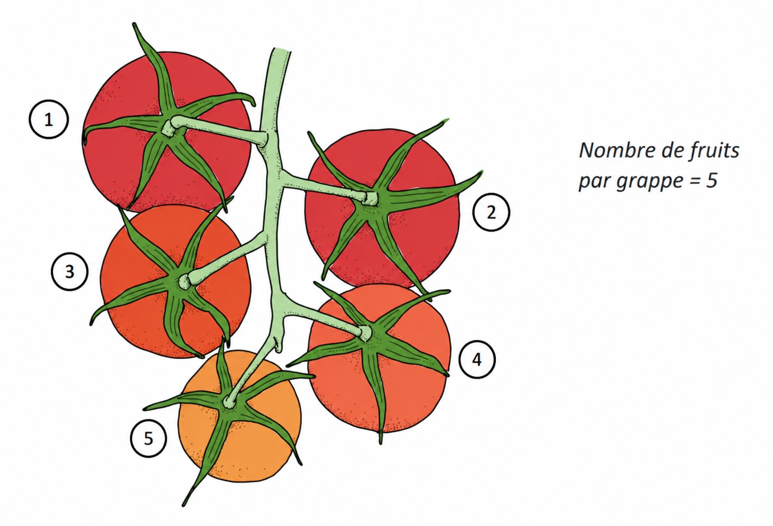 Farm Road Crop Registration Fruits Per Truss Measurement FR
