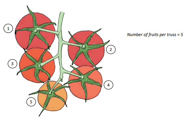 Crop Registration Fruits Per Truss