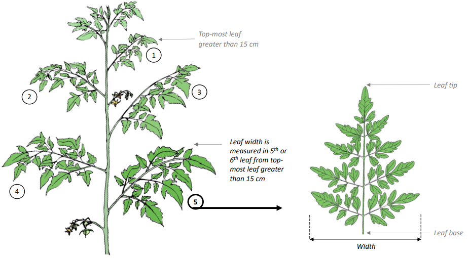 Crop Registration Leaf Width