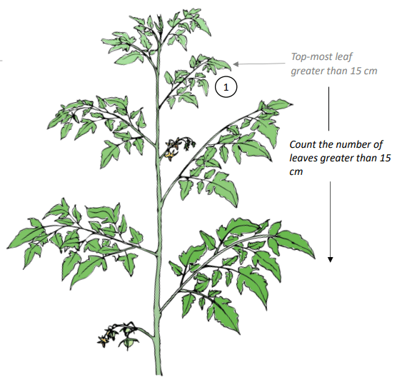 Crop Registration Number Of Leaves