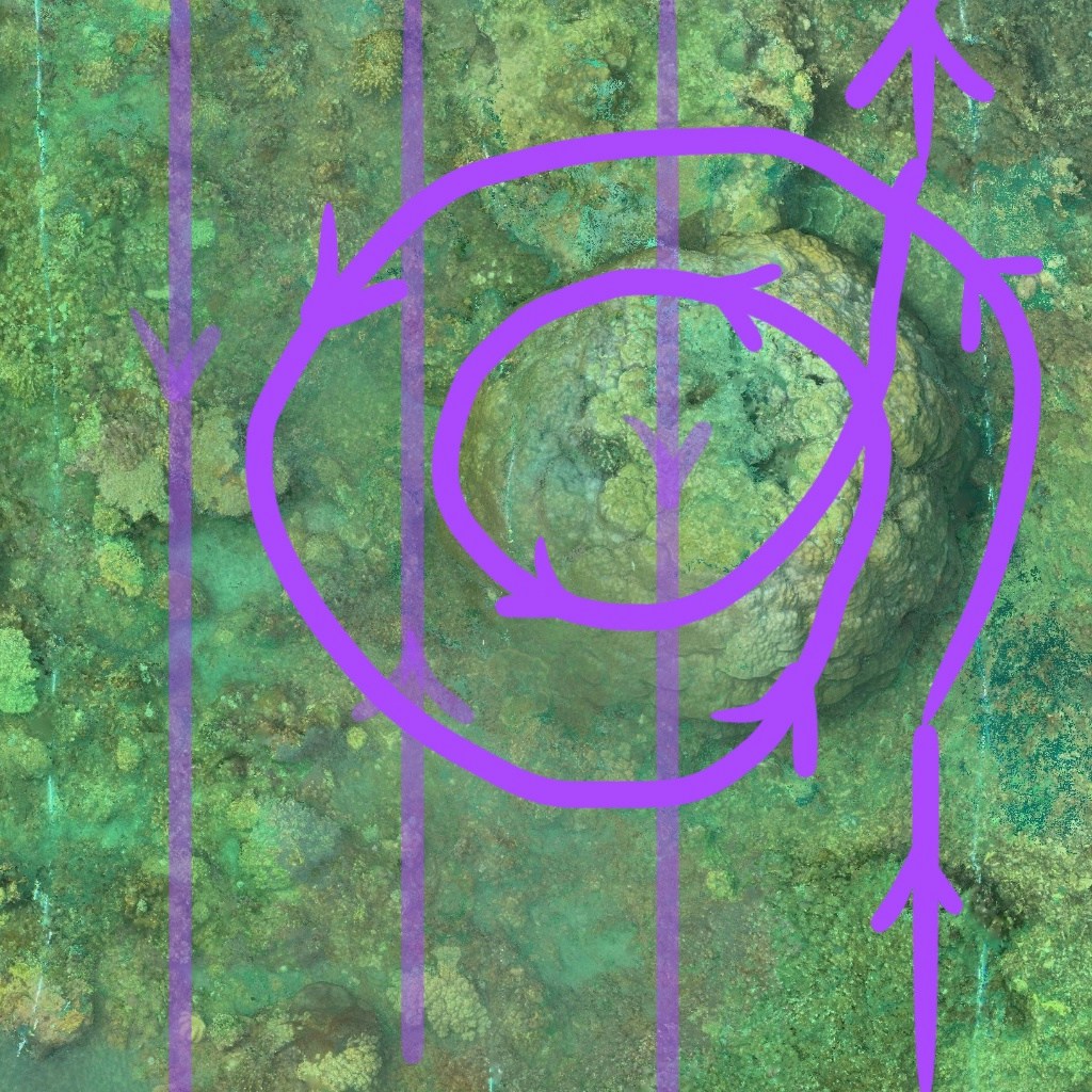 Large Colonies Swimming Pattern