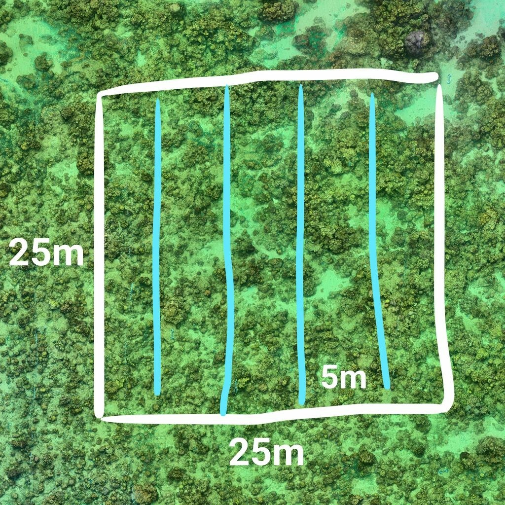 Recommended Transects layout