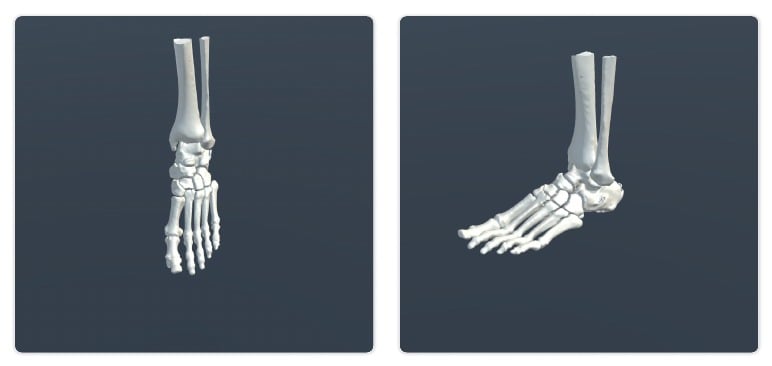 Ankle bone model examples