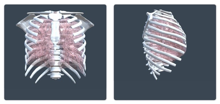 Bony Ribs bone model examples