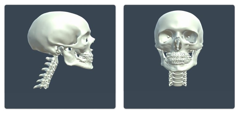 Skull bone model examples