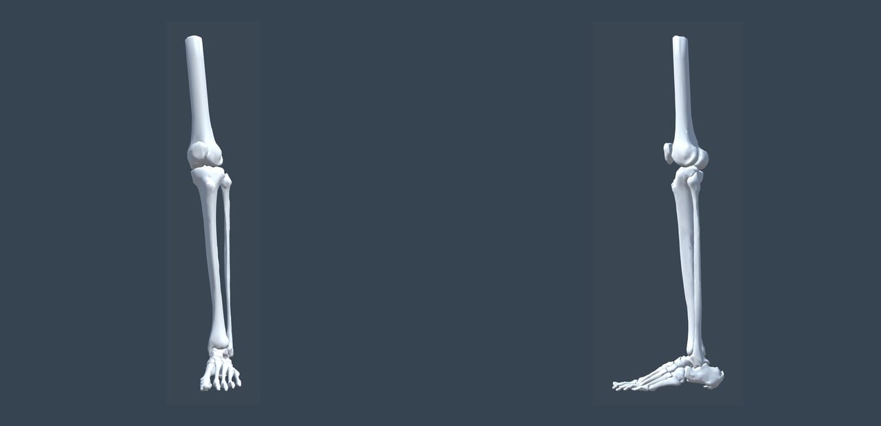 Tibia and Fibula bone model examples