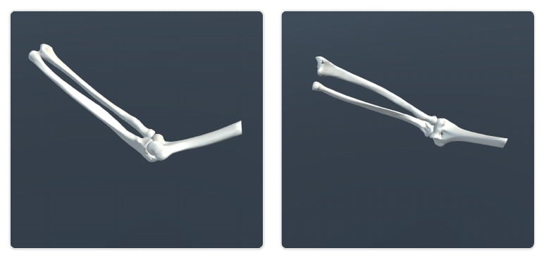 Elbow bone model examples