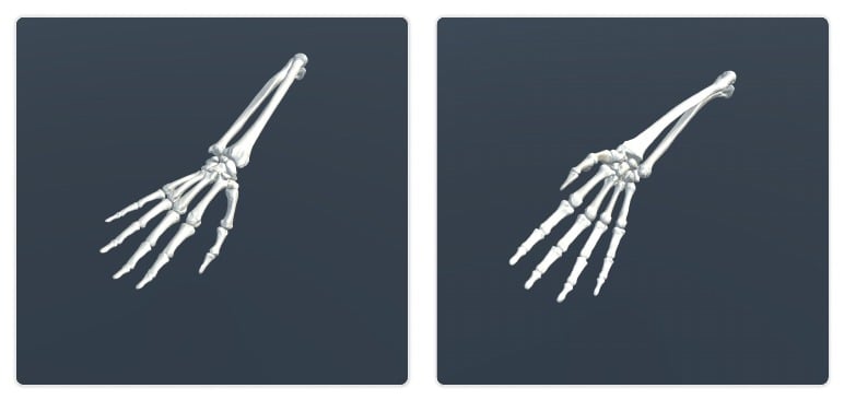 Wrist bone model examples