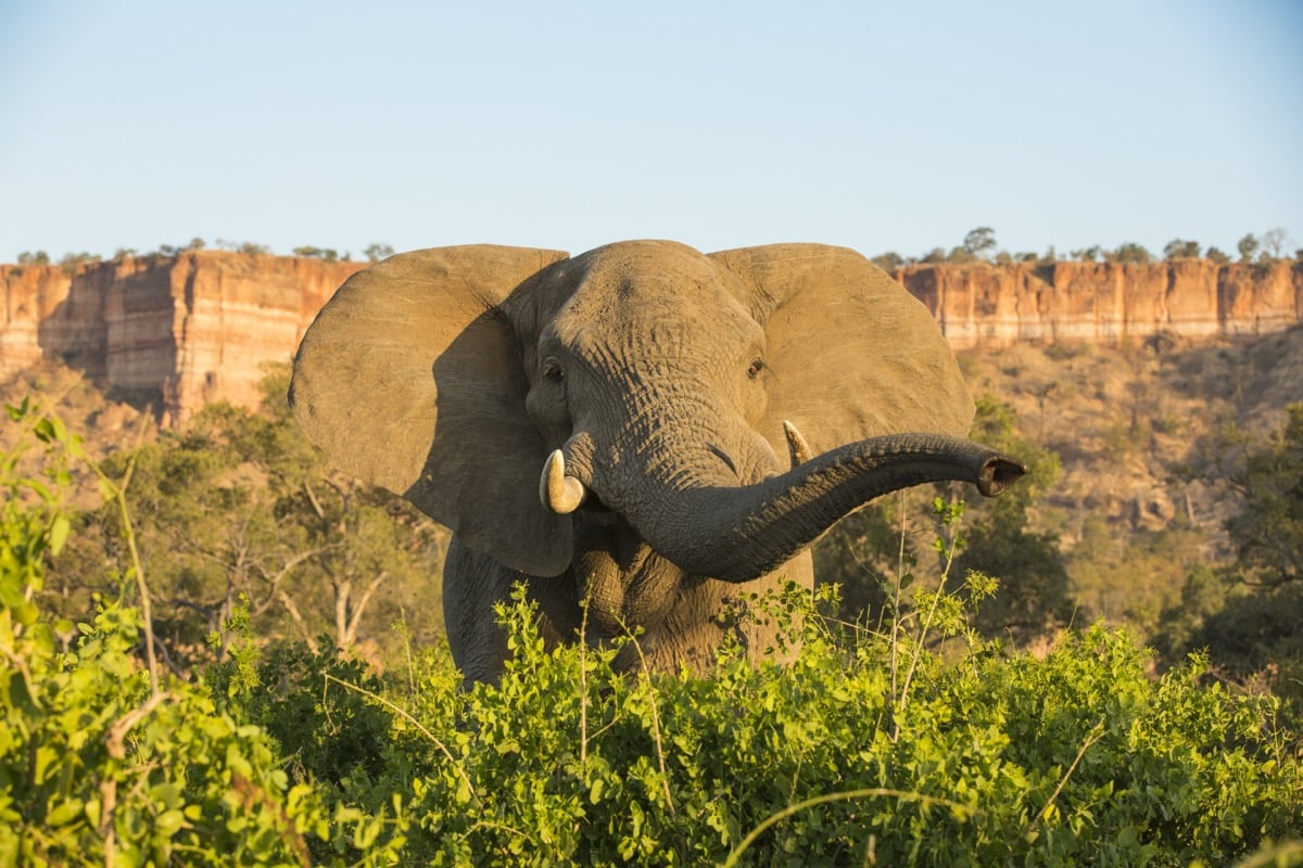 Elephant Chilojo Cliffs Jp