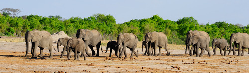 Elephants at Mana Pools