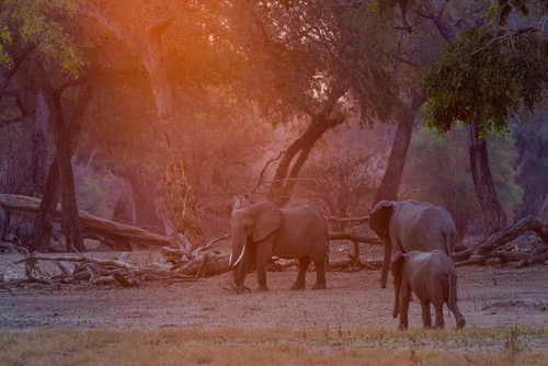 Elephants in woodland