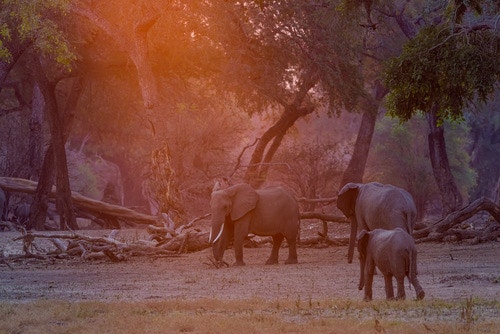 Elephants in protected Zimbabwe woodland