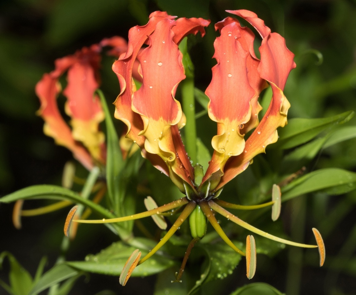 Zimbabwe flame lily