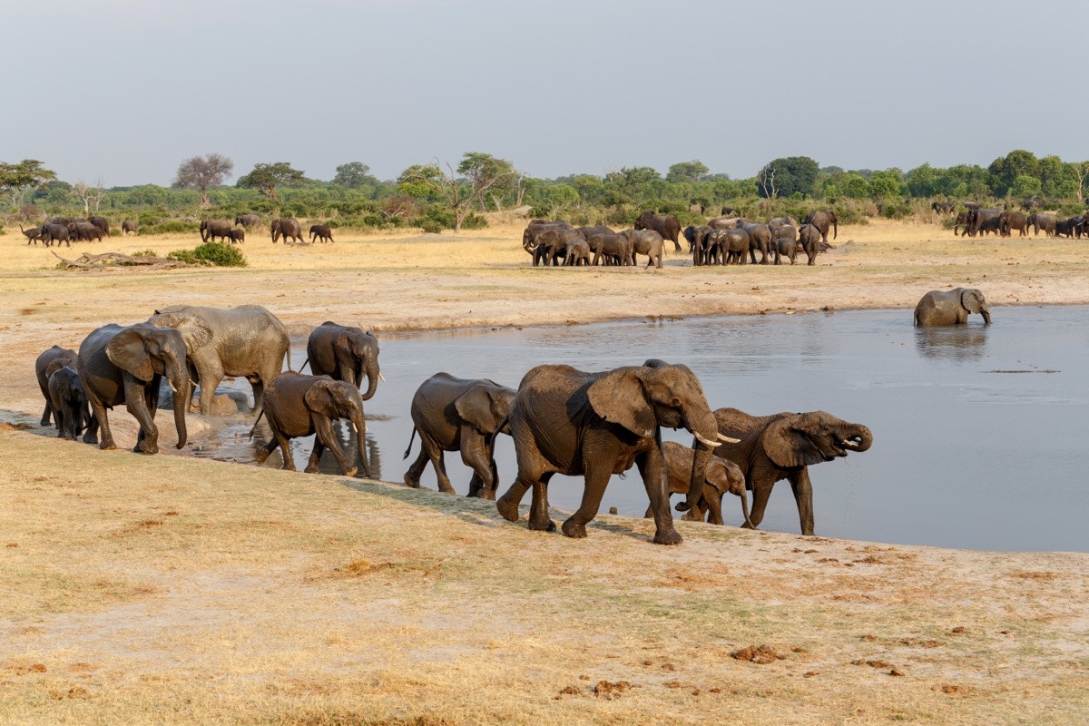 Elephants at waterhole in Hwange