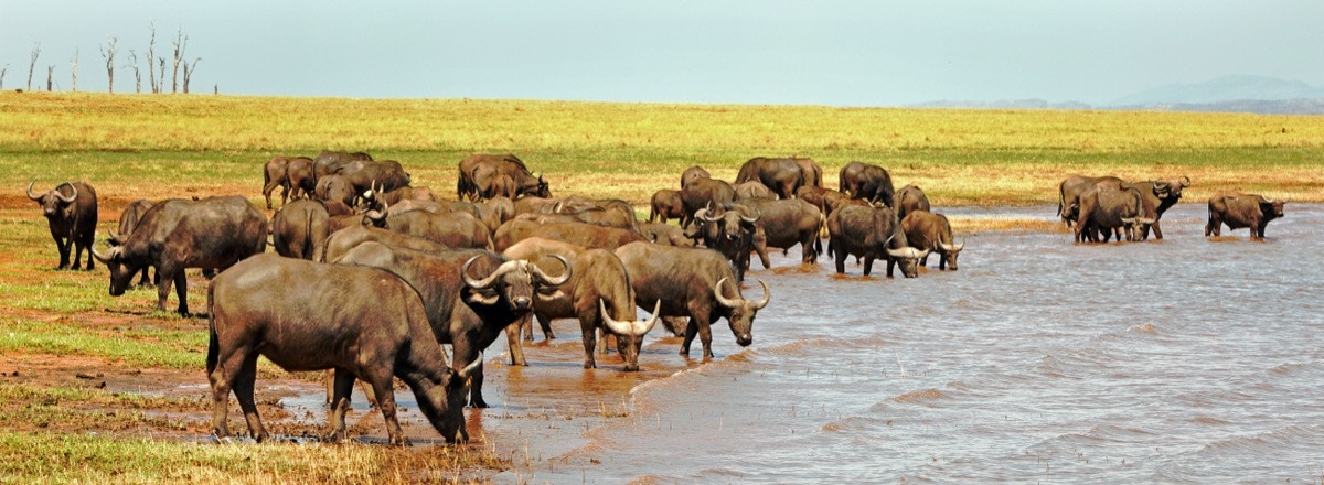Buffalo at Lake Kariba