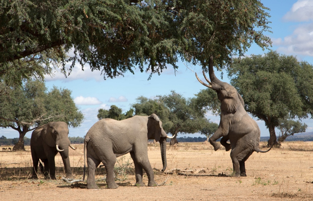 Elephants in Mana Pools
